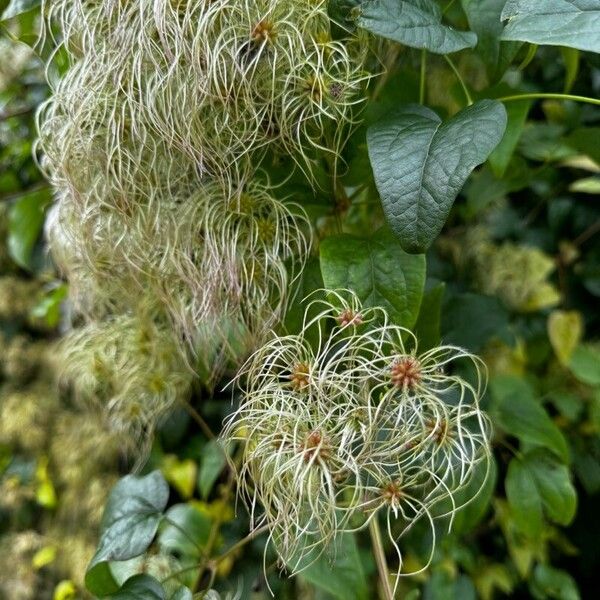 Clematis vitalba Flor