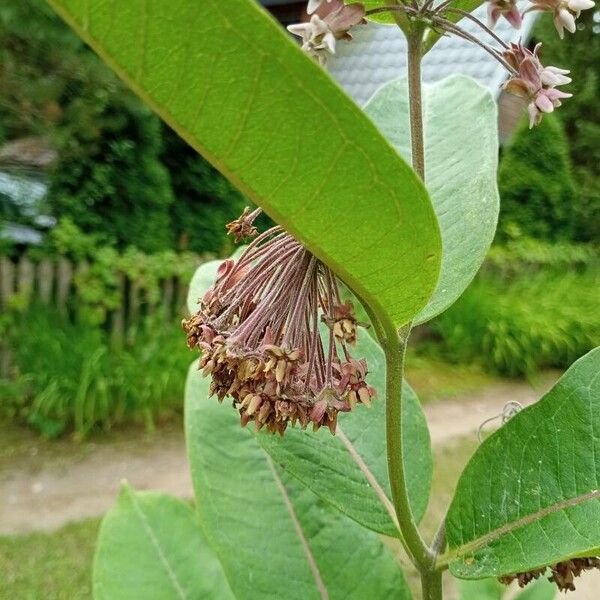 Asclepias syriaca फूल