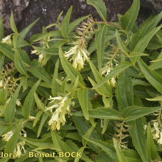 Paederota lutea Autre