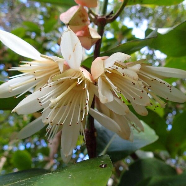 Crossostylis grandiflora 花