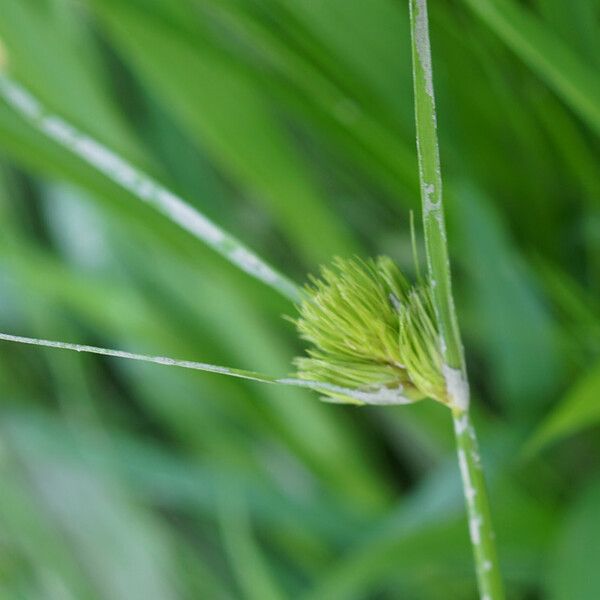 Carex bohemica Blomst