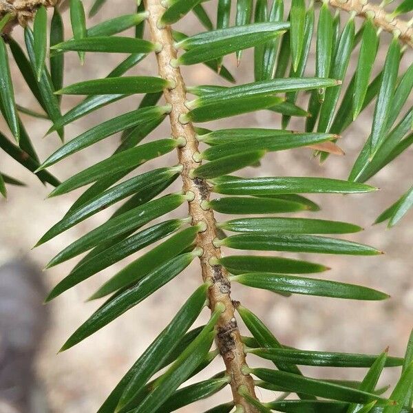 Abies cephalonica Leaf