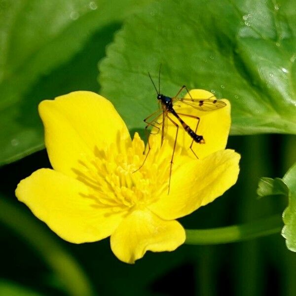 Caltha palustris Flower