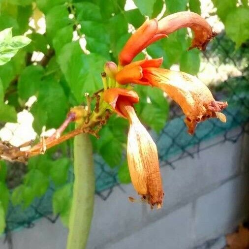 Campsis radicans Blüte