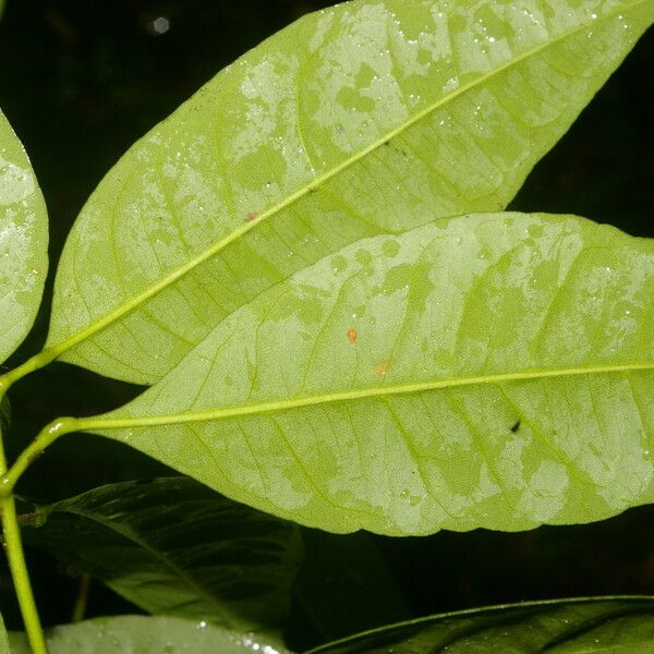 Peltostigma guatemalense 葉