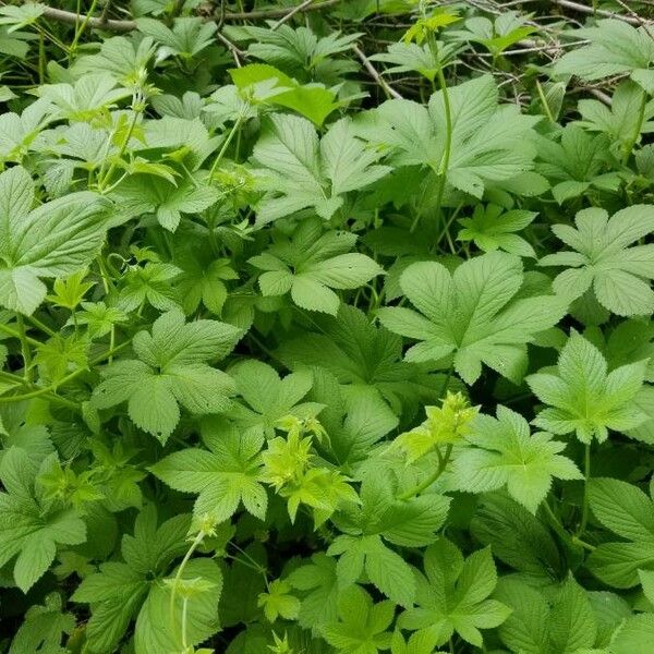 Hydrastis canadensis Foglia