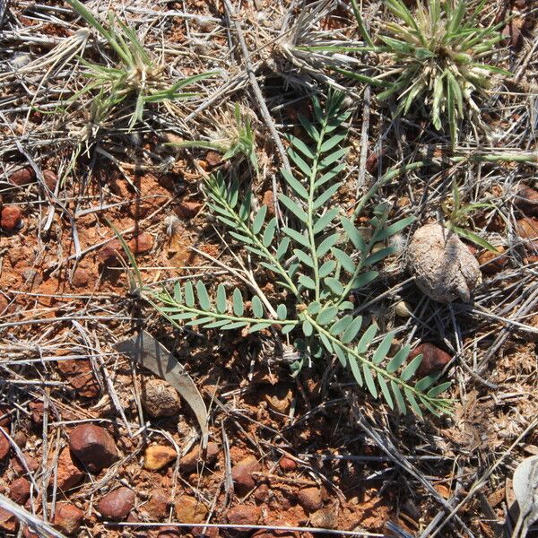 Phyllanthus virgatus Hàbitat