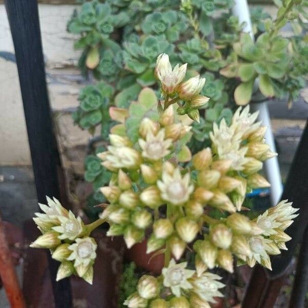 Aeonium haworthii 花