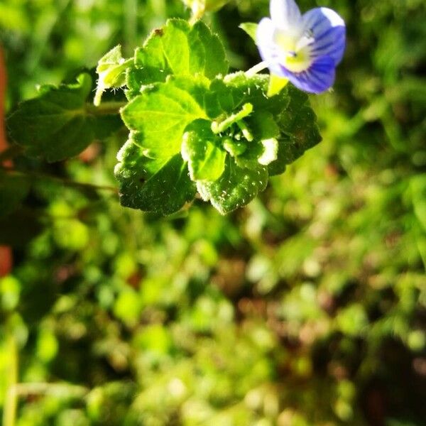 Veronica persica 花