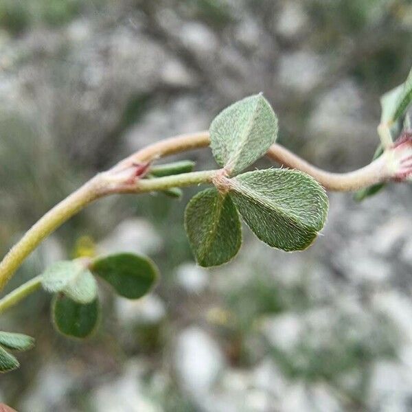 Trifolium scabrum Лист