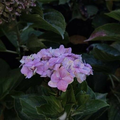 Hydrangea macrophylla Blomma