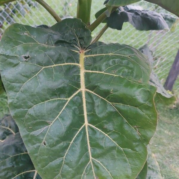 Solanum betaceum Blatt