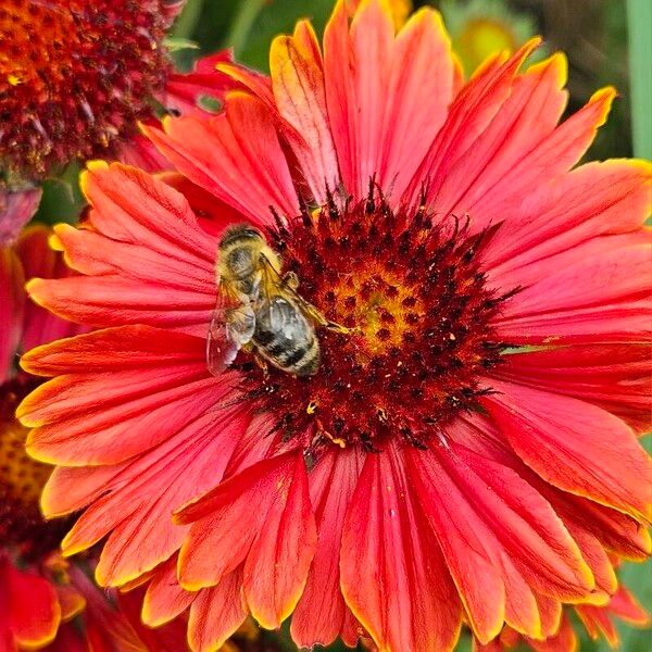 Gaillardia aristata Blodyn