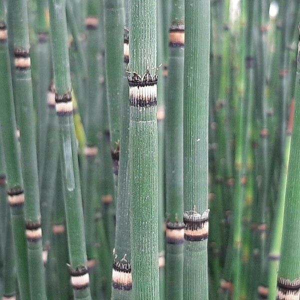 Equisetum hyemale Folha