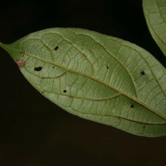 Ocotea cinerea Лист