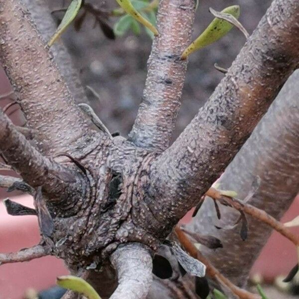 Leucadendron levisanus Corteza