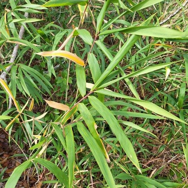 Pleioblastus viridistriatus Leaf