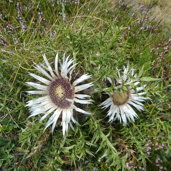 Carlina acaulis Buveinė