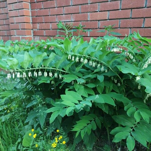 Polygonatum multiflorum Kukka