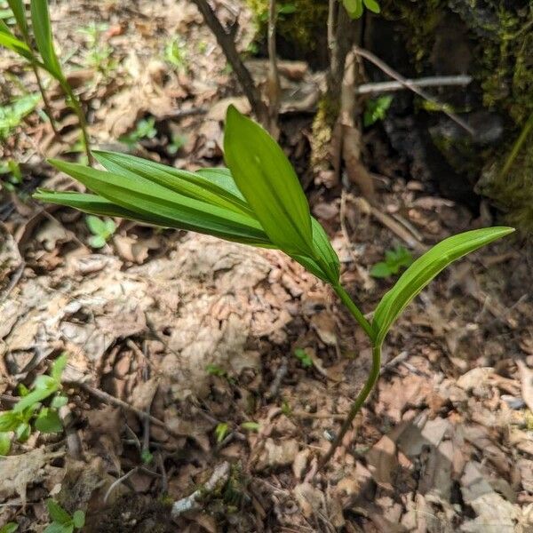 Maianthemum stellatum Deilen