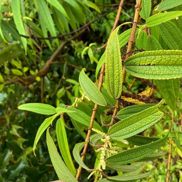 Boehmeria penduliflora Leaf