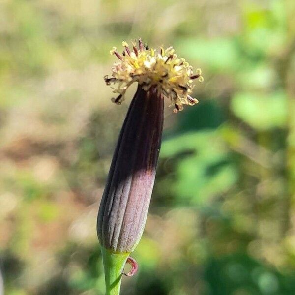 Porophyllum ruderale Квітка
