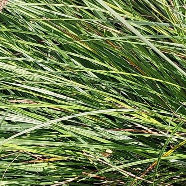 Carex pallescens Blad