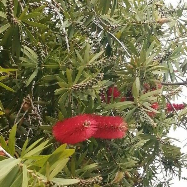 Callistemon citrinus Habitatea