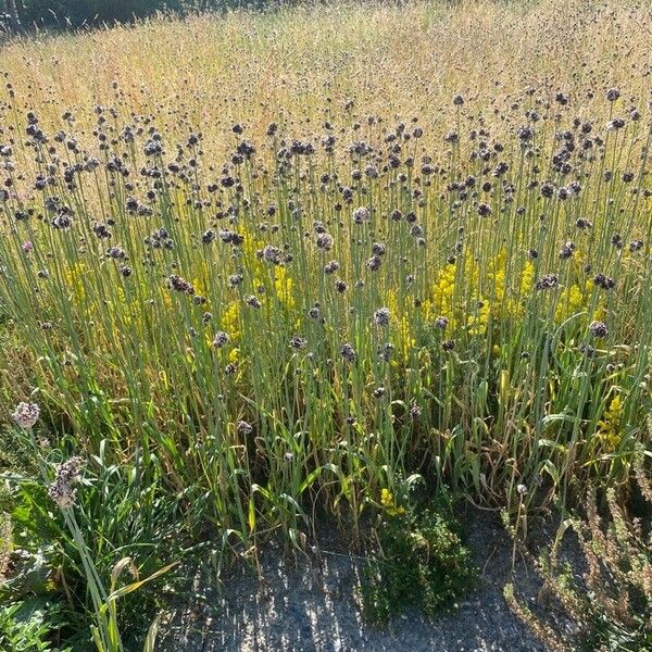 Allium scorodoprasum Habit