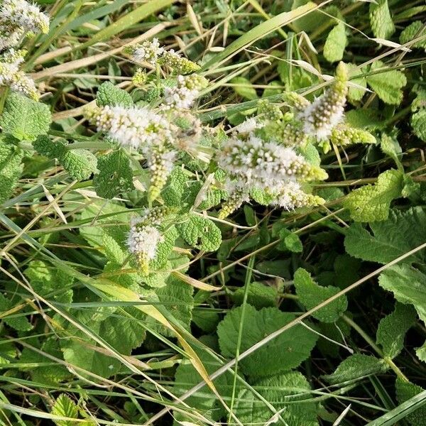 Mentha suaveolens Blomst