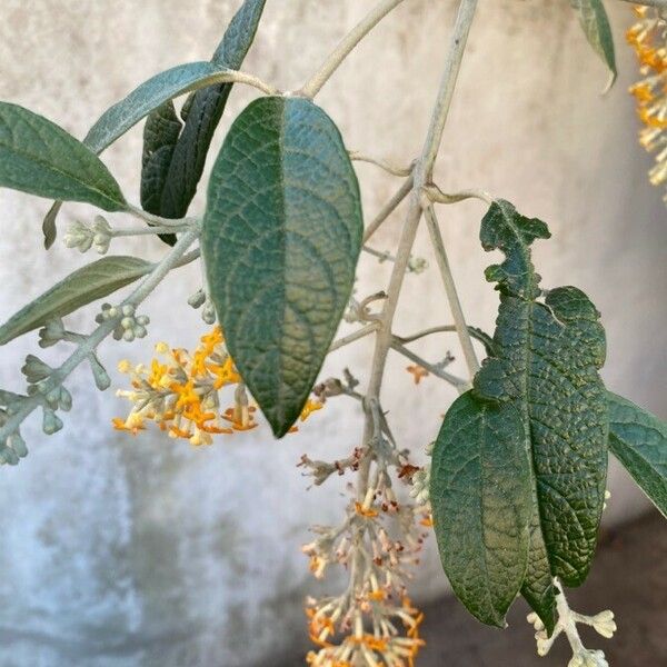 Buddleja madagascariensis برگ