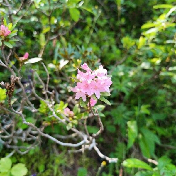 Rhododendron hirsutum Blüte