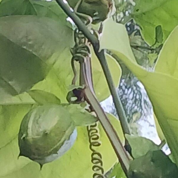 Passiflora alata Froito