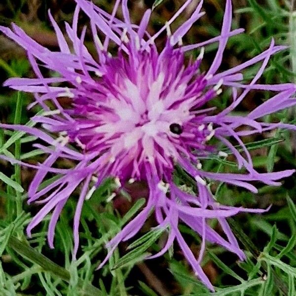 Centaurea stoebe Kvet