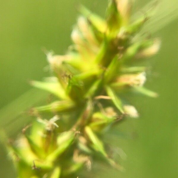 Carex otrubae Flors