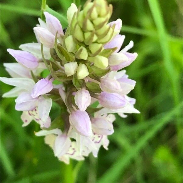 Dactylorhiza fuchsii 花