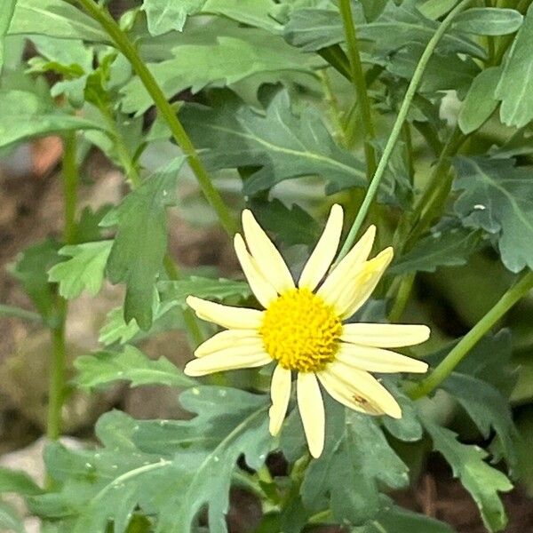 Argyranthemum maderense പുഷ്പം