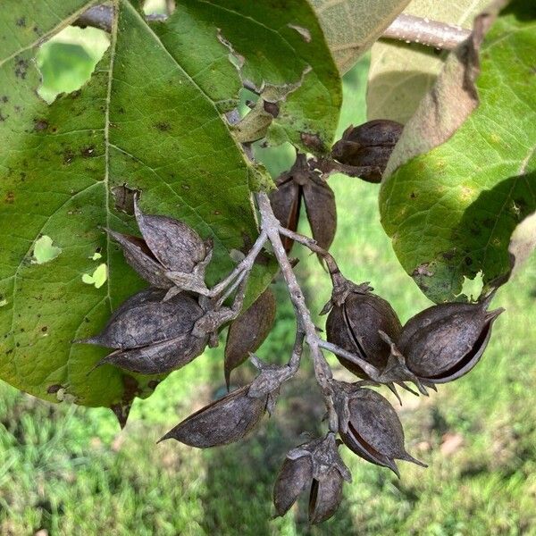 Paulownia tomentosa Ffrwyth