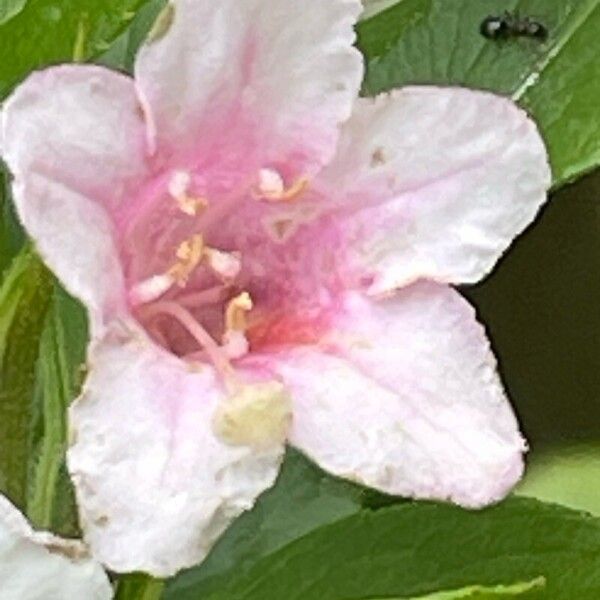 Weigela florida Flower