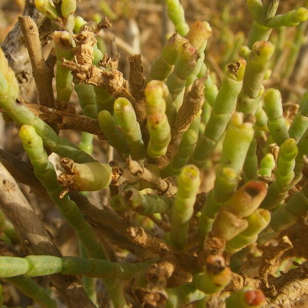 Allenrolfea occidentalis Hoja