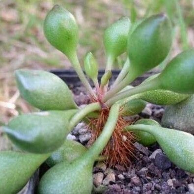 Adromischus cristatus ᱥᱟᱠᱟᱢ