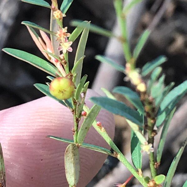 Phyllanthus virgatus Fruit