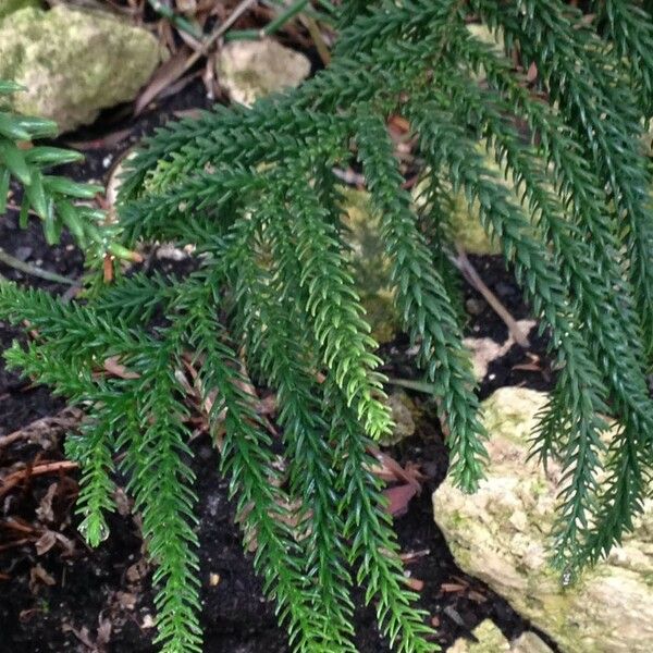 Araucaria laubenfelsii 葉