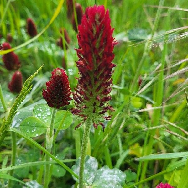 Trifolium incarnatum Flor