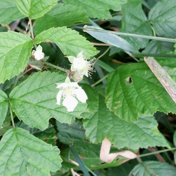 Rubus caesius 花