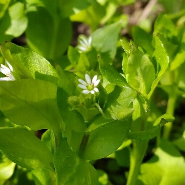 Stellaria media Blomma