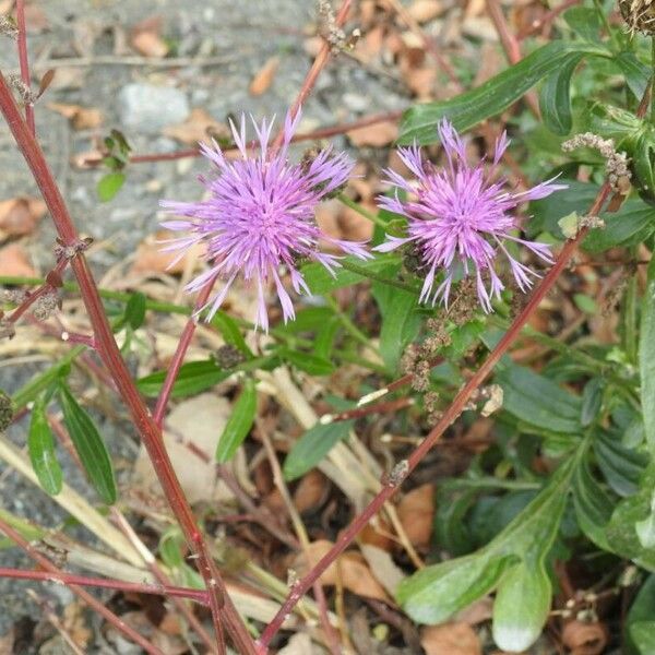 Centaurea nigrescens 花