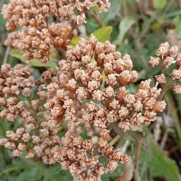 Achillea nobilis 花