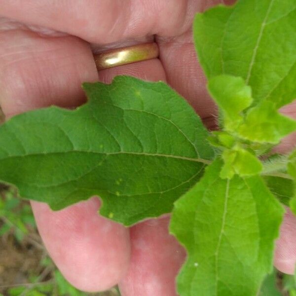 Acanthospermum hispidum Blad