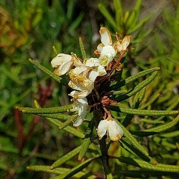 Ledum palustre Fiore